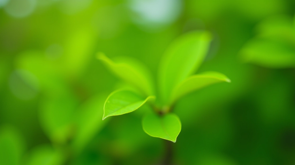 Detail of whitethorn leaves and branches showing healthy green foliage and branch structure